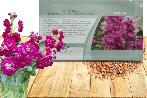 Vista 8 de Outsidepride Ten Week Blue Mattiola Stock Seeds – 1000 semillas anuales de flores para plantar con flores fragantes que atraen a los polinizadores
