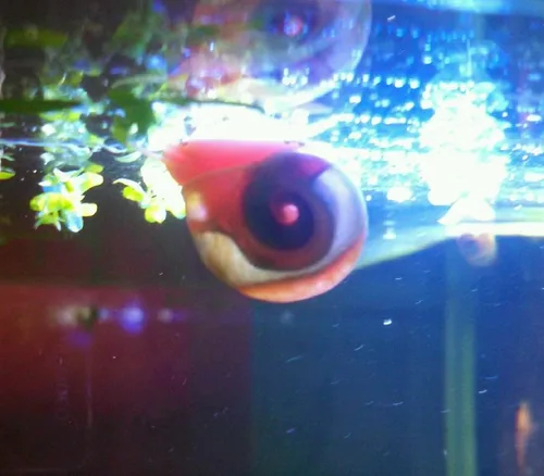 Vista 3 de ¡Más de 9 caracoles Ramshorn vivos para acuario o estanque, limpieza de algas! ¡Envío diario!