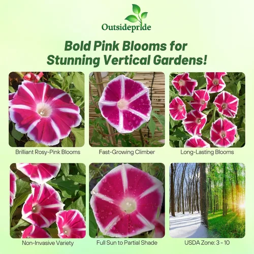 Vista 2 de Outsidepride Rosita Morning Glory Seeds - 50 unidades Semillas de flores anuales, trepadoras y enredaderas para plantar grandes flores rojas