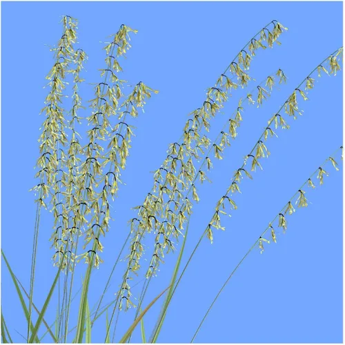 Vista 2 de Everwilde Farms - Semillas de hierba nativa Grama de avena lateral de 1 onza - Gold Vault
