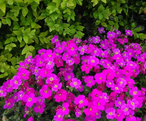 Vista 2 de Semillas de Berro Rosa Aubrieta Colgante Escalada Flores Perennes al Aire Libre para Plantar