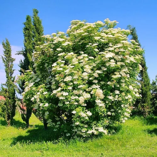 Vista 2 de 50 semillas de saúco negro americano (Sambucus Canadensis) sin OMG, reliquia