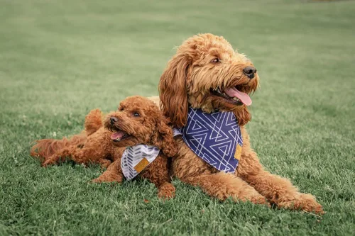 Vista 2 de Remy+Roo Bandanas clásicas de verano para perros, grandes, paquete de 4, cuadros y hojas