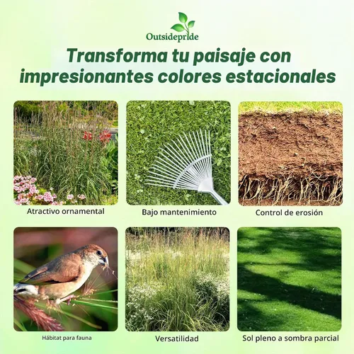Vista 3 de Outsidepride Semilla de hierba azul grande de andropogon perenne, 1 libra, temporada cálida, resistente a la sequía, semillas de hierba de pradera