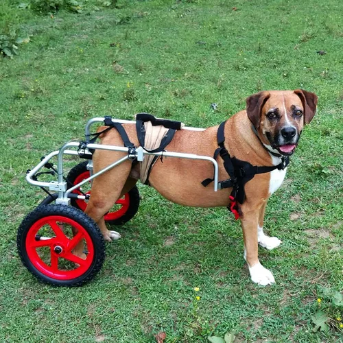 Vista 6 de Silla de ruedas para perros para patas traseras, diseñada y probada por cirujano ortopédico K9, carrito ajustable para cochecito con ruedas todo
