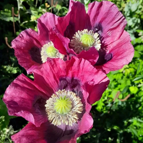 Vista 5 de Semillas mixtas de amapola para plantar, más de 10000 semillas de amapola de California de polinización abierta, sin OMG
