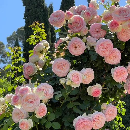 Vista 2 de Semillas de rosas trepadoras para plantar, más de 400 semillas de rosas trepadoras rosas rosadas, vid de arbusto rosa, flores de reliquia sin OMG