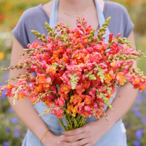 Vista 11 de Eden Brothers Snapdragon Seeds - Manzana