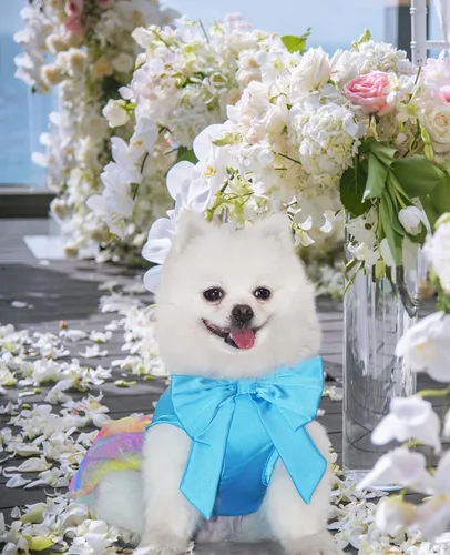 Vista 5 de Dog Dresses for Small Dogs, Summer Puppy Clothes With Pearl Necklace
