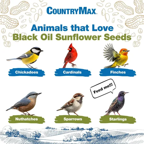 Vista 3 de CountryMax Backyard Seeds - Semillas de girasol de aceite negro para aves silvestres, bolsa de 25 libras, alimento de alta energía para cardenales