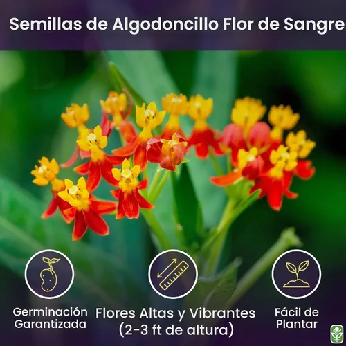 Vista 2 de Semillas de algodoncillo de flor de sangre: alimento y planta huésped para mariposas monarca.