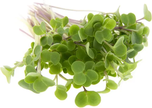 Vista 6 de Kale Trio Sprouting & Microgreen Mix Contiene semillas de col rizada azul, Premier y rojas de col rizada rusa Semillas tradicionales sin OMG