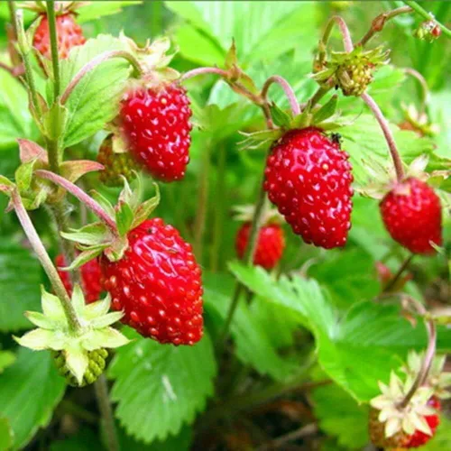 Vista 4 de Más de 100 Semillas Alpine Strawberry Baron Solemacher Everbearing - Rojo Fruta