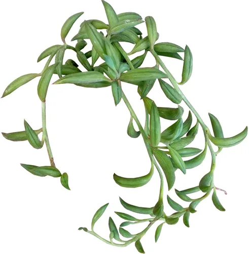Vista 5 de Senecio String of Bananas Succulent a la venta (2 pulgadas + maceta de arcilla) - Guía de cuidado