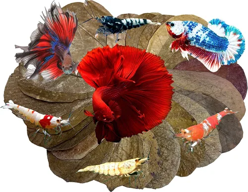 Vista 11 de Awesome Aquatic Hojas para Camarones y Betta Catappa/Almendra India, Dadap, Morera Hábitat Natural Productor de Taninos Mejora la Inmunidad Fácil