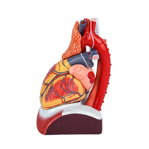 Vista 3 de EVOTECH SCIENTIFIC Modelo de corazón humano de lujo con glándula de timo y base de diaframa, 10 piezas, 1.5X tamaño natural, modelo de corazón