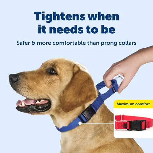 Vista 3 de Collar de la martingala de PetSafe Petite con hebilla rápida instantánea, Púrpura profundo
