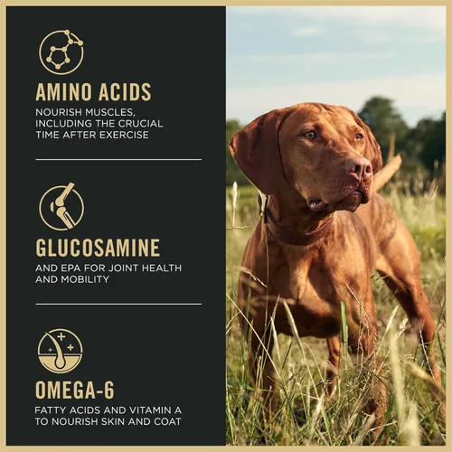 Vista 3 de Purina Pro Plan Sport Performance 30/20 - Alimento seco para perros con fórmula de carne de res y bisonte, bolsa de 6 libras