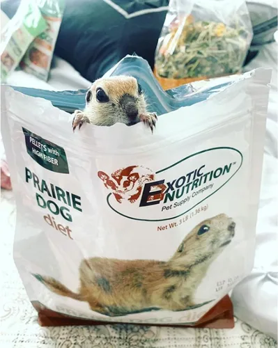 Vista 2 de Prairie - Alimento para perros de 18 libras. Dieta nutricionalmente completa para perros adultos de la pradera. Alimento para ardillas adultas de 6