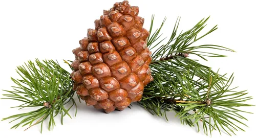 Vista 5 de 5 Pine Nut Italian Stone Pine Pinus Pinea Umbrella Evergreen Conifer Tree Seeds