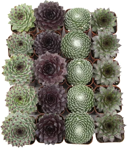 Vista 11 de Plantas suculentas 20 suculentas Sempervivum Enraizadas en macetas con tierra Plantas de interior reales Regalos o decoración de habitación