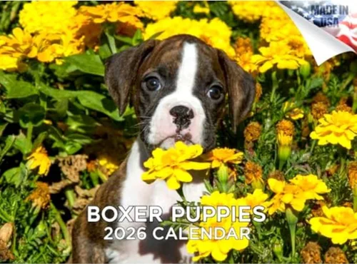 Vista 77 de Calendario de Lebrel Afgano 2025 2026, calendario mensual de pared de raza canina, 12" x 18" abierto, papel grueso sin traspaso, ideal para regalo