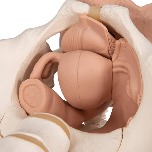Vista 9 de 3B Scientific L31 3 Parte hembra Pelvis Esqueleto con modelo de los Órganos genitales, 13" x 10.2" x 7.1