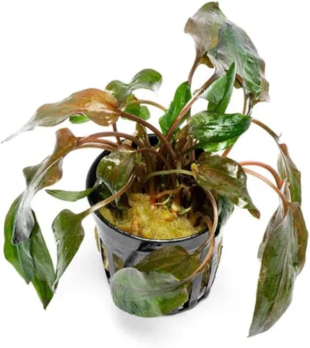Vista 2 de SubstrateSource Cryptocoryne Plantas de acuario vivas, planta de agua dulce para acuarios, tanques de peces plantados, aptas para principiantes