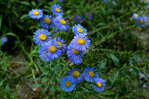 Vista 3 de 1000 semillas de flores de Erigeron Speciosus Margarita Azul (Dainty Daisy/Aspen Fleabane/Oregon Fleabane)
