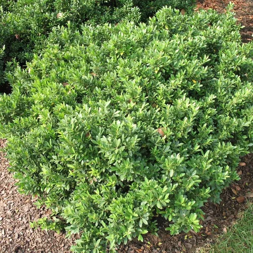 Vista 2 de Hoogendoorn Holly Shrub I 3 Live Plants I Ilex Crenata Árbol de hoja perenne brillante para setos, pantallas de privacidad y acentos decorativos