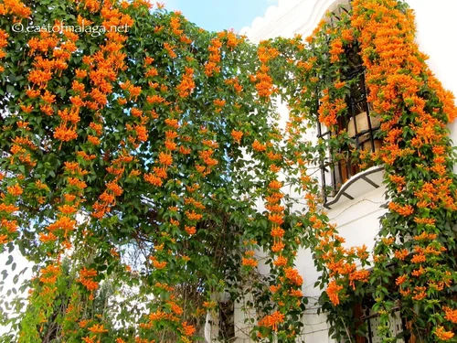 Vista 5 de UPC0764425789901 - Semillas de vid naranja gigante (Pyrostegia venusta) de Robsrareandgiantseeds UPC0764425789901 sin OMG, orgánico, cultivador