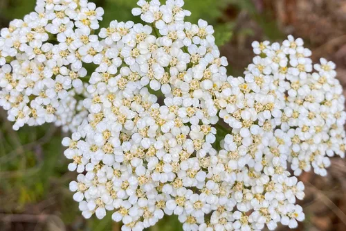 Vista 5 de Plant Good Seed Semillas orgánicas de milenrama blanca – Paquete de 150, semillas de reliquia para plantar hierbas, flores, suministros