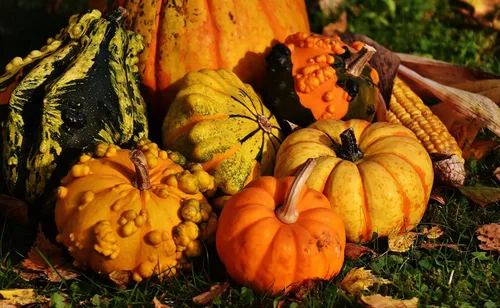 Vista 8 de Semillas ornamentales de mezcla de calabaza gigante, vegetales tradicionales para plantar 10 semillas decorativas únicas sin OMG