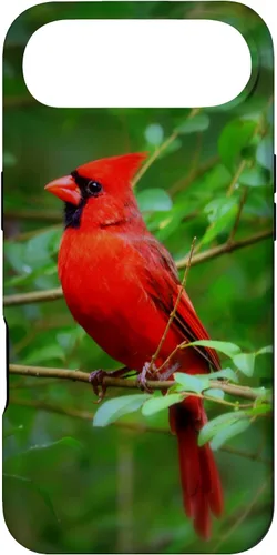 Vista 27 de Hermosa cardenal pájaro rojo escena de la naturaleza caso para iPhone 17