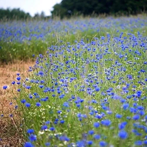 Vista 3 de Semillas de botón de aciano/soltero a granel sin OMG - Tall Blue Centaurea cyanus (1 lb) 90,000 semillas