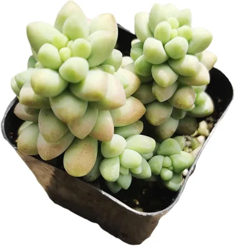 Vista 16 de Plantas de cactus suculentas vivas de USKC (maceta de 2 pulgadas) (Adromischus Maculatus)