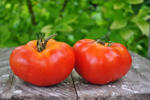 Vista 2 de Semillas Tomate Mikado Rojo Determinar Vegetales No OGM para Plantar