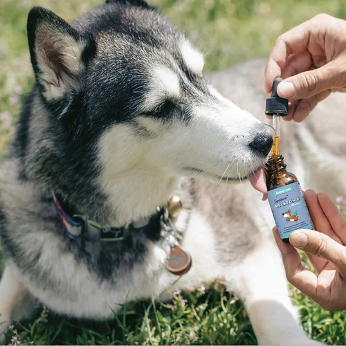 Vista 6 de WONDER PAWS Gotas de melatonina más gotas de cardo mariano - para aliviar el estrés del perro, calmante, hígado, desintoxicación y bienestar general