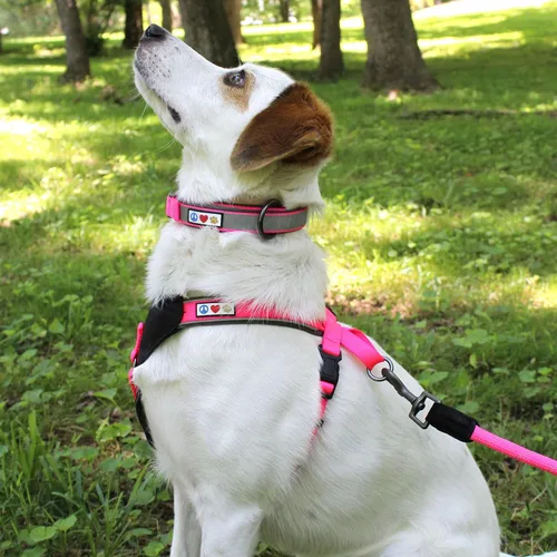 Vista 2 de Pawtitas Cuello ajustable reflectante para perro, Collar para perro acolchado, Negro
