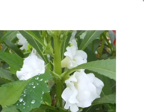 Vista 8 de Generic 100pcs Balsam Camellia Semillas de Flor 100pcs Balsam Camellia Semillas de Flor 100 semillas de flores de camelia de bálsamo