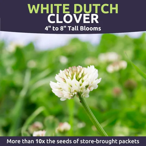 Vista 5 de Trébol holandés blanco, bolsa a granel de 1 libra, 600.000 semillas de flores para plantar - Trifolium repens