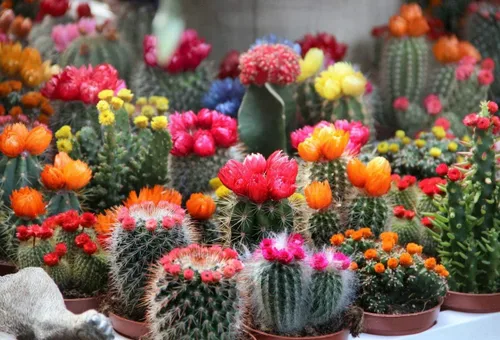 Vista 4 de Semillas Cactus (Cacti) Mix - Orgánico