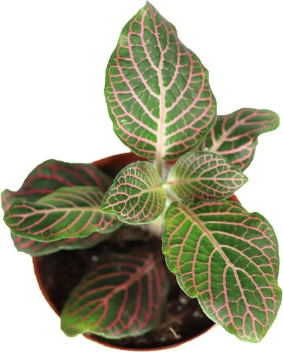 Vista 2 de Fittonia rosa - 3" de California Tropicals Rosado