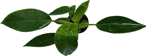 Vista 5 de BubbleBlooms White Knight Philodendron, Philodendron Erubesens Hybrid - Maceta híbrida de 2 pulgadas