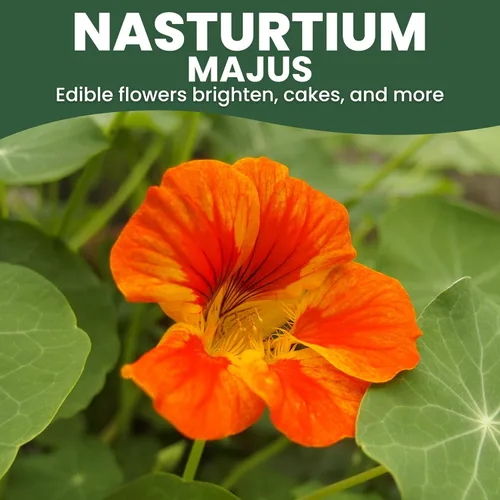 Vista 3 de Nasturtium majus - Paquete grande de 1 onza - 200 semillas de flores para plantar - Tropaeolum majus
