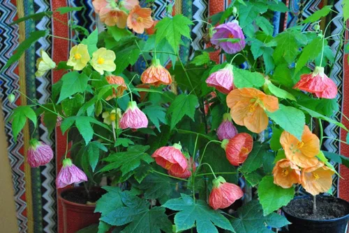 Vista 3 de Semillas de mezcla de arce floreciente Abutilon cultivar en interiores para plantar sin OMG (50 semillas en paquete)