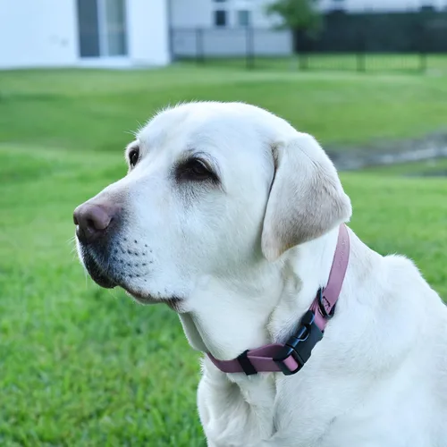Vista 5 de Dogline Biothane - Collar impermeable para perro con hebilla de liberación rápida, resistente cincha de nailon recubierta con resistente y a prueba