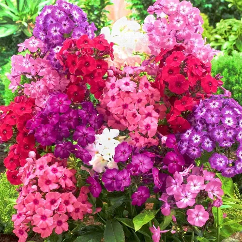 Vista 3 de Semillas Phlox Mix - Flores perennes para plantar