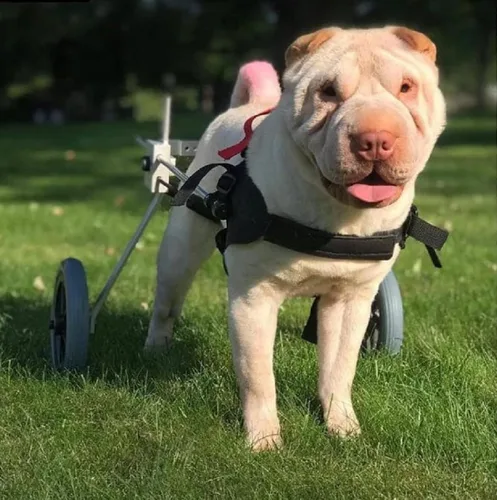 Vista 7 de Silla de ruedas para perro para patas traseras, diseñada y probada por cirujano ortopédico K9, carrito ajustable para cochecito con ruedas todo