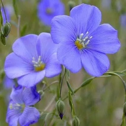 Vista 7 de Semillas de lino azul a granel sin OMG - Linum perenne (1 libra)
